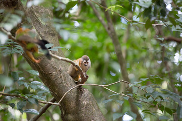 Spider monkeys play on trees in Costa Rica.