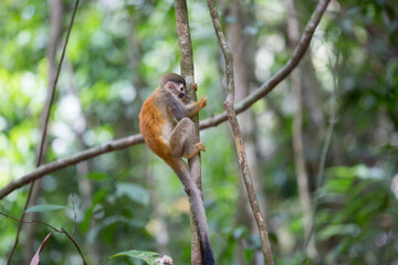 Spider monkeys play on trees in Costa Rica.