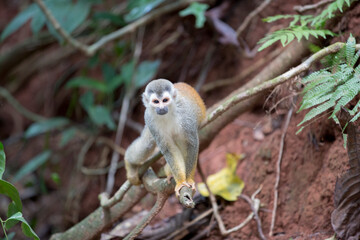 Spider monkeys play on trees in Costa Rica.