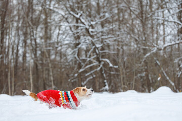 Dog playing with orange ring in park. Wirehaired Jack Russell Terrier jumping for toy. Pet in red...