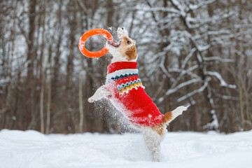 Dog playing with orange ring in park. Wirehaired Jack Russell Terrier jumping for toy. Pet in red...