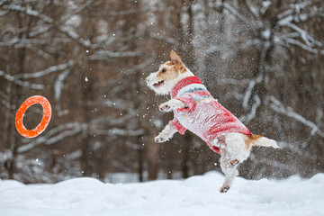 Dog playing with orange ring in park. Wirehaired Jack Russell Terrier jumping for toy. Pet in red...