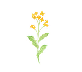 水彩絵の具で描いた春の野原の花　菜の花