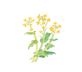 水彩絵の具で描いた春の野原の花　菜の花