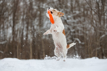 Dog playing with orange ring on field in park. Wirehaired Jack Russell jumping for toy. Pet flying...