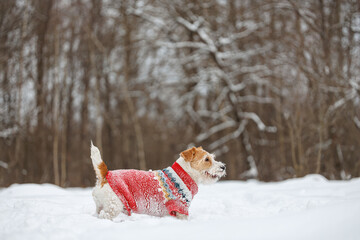 Dog playing with orange ring in park. Wirehaired Jack Russell Terrier jumping for toy. Pet in red...