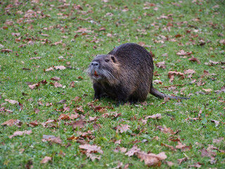 Nutria (Myocastor coypus) looking up open-mouthednear the pond of the Rheinaue park in Bonn, Germany