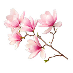 pink magnolia flowers