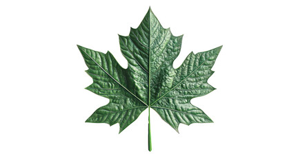 A vibrant green leaf showcasing intricate veins and textures, representing nature's beauty and diversity.