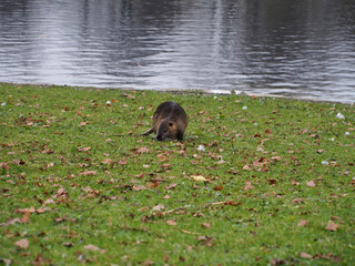 Nutria (Myocastor coypus) foraging near the pond of the Rheinaue park in Bonn, Germany