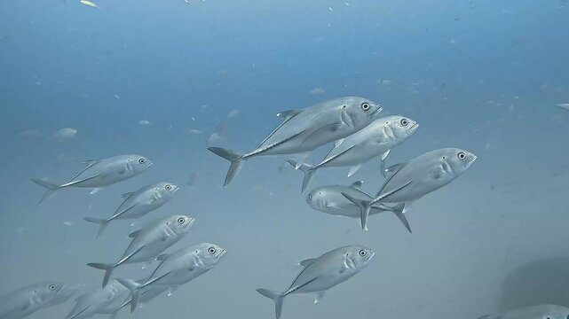A school of silver trevally (Pseudocaranx dentex) swims in clear blue water, showcasing their streamlined bodies and reflective scales. Check my portfolio for more footage.