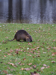 Vertical shot of a nutria (Myocastor coypus) foraging near the pond of the Rheinaue park in Bonn, Germany