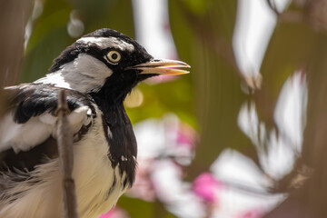 Portrait of a Magpie Lark