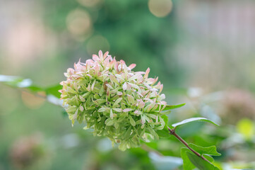 Glossy abelia is a perennial plant that brings interest to the garden.