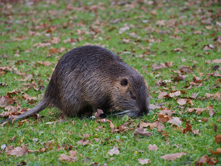 Nutria (Myocastor coypus) foraging near the pond of the Rheinaue park in Bonn, Germany