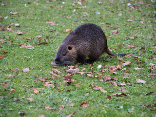 Close-up of a nutria (Myocastor coypus) foraging near the pond of the Rheinaue park in Bonn, Germany