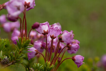 Patch Of Pink Mountain Heather Bloom In Summer In Paradise