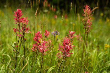 Pink Pantbrush Bloom In Meadow Of Yellowstone
