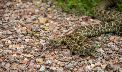 Rattle Snake Enters Gravel Trail In Wind Cave