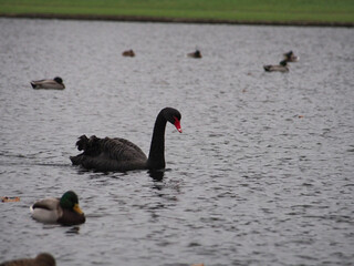Black swan (Cygnus atratus) swimming on the pond in the Rheinaue park in Bonn, Germany with...
