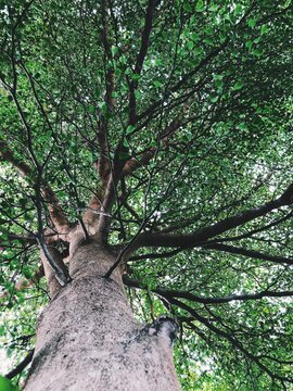 tree in the forest