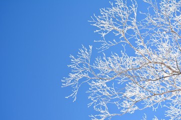 澄んだ青空と霧氷