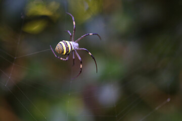 Close-up of a striped spider on its web, set against a blurred green and natural background. The...