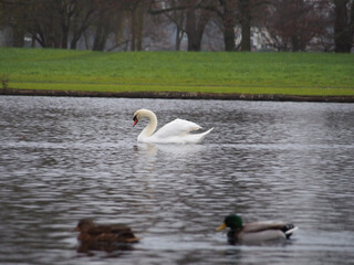 Mute swan (Cygnus olor) swimming on the pond in the Rheinaue park in Bonn, Germany