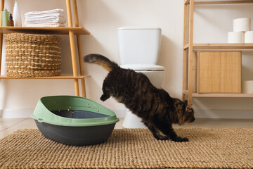 Cute cat jumping out of litter box in restroom