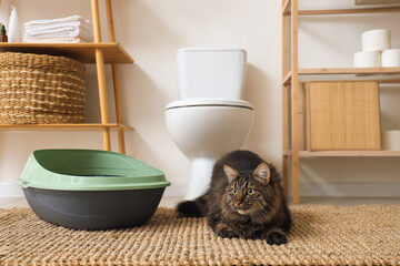 Cute tabby cat near litter box in restroom