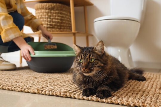 Woman cleaning litter box of her cat