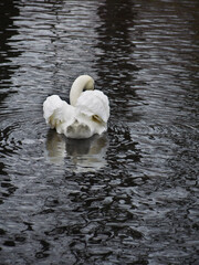 Mute swan (Cygnus olor) swimming on the pond in the Rheinaue park in Bonn, Germany, seen from behind