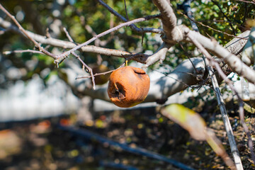 rotten apples on the tree