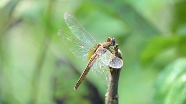 Pantala flavescens dragonfly. Its other names &nbsp;globe skimmer,&nbsp;globe wanderer dragonfly and wandering glider. This &nbsp;is a wide ranging&nbsp;dragonfly&nbsp;of the family&nbsp;Libellulidae. Slow motion video. 
