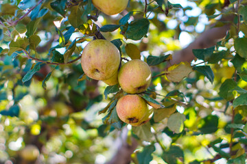 apples on a tree for background or cover