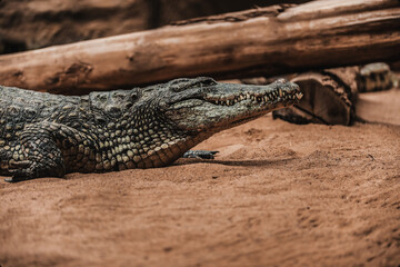 Crocodille