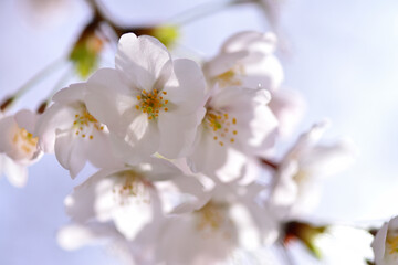 Cherry blossoms shining in the backlight, close-up spring, Tokyo, Japan / 逆光に輝く桜  クローズアップ　春　東京　日本  