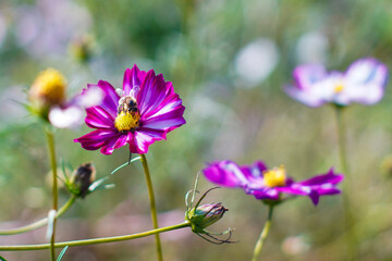 Obraz premium beautiful pink cosmos flowers with bees