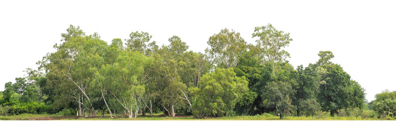 Green trees isolated are forest on transparent background.Forest and foliage in summer with cut path and alpha channel, high resolution.