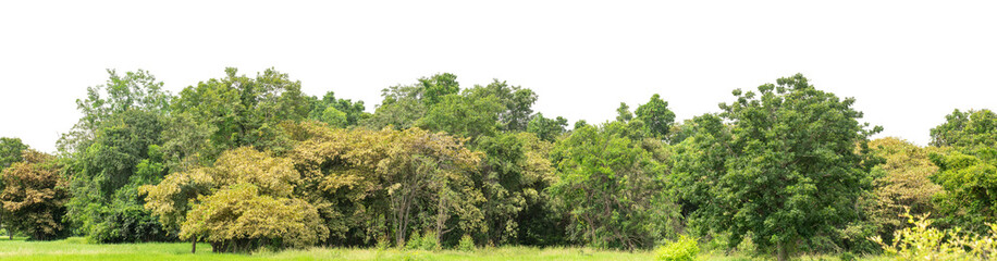 Green trees isolated are forest on transparent background.Forest and foliage in summer with cut path and alpha channel, high resolution.