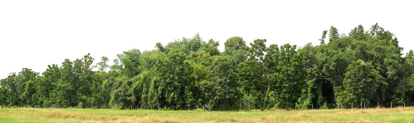 Green trees isolated are forest on transparent background.Forest and foliage in summer with cut path and alpha channel, high resolution.