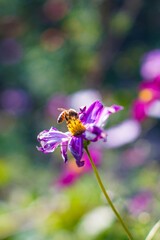 beautiful pink cosmos flowers with bees
