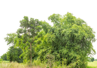 Green trees isolated are forest on transparent background.Forest and foliage in summer with cut path and alpha channel, high resolution.
