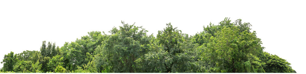 Fototapeta premium Green trees isolated are forest on transparent background.Forest and foliage in summer with cut path and alpha channel, high resolution.