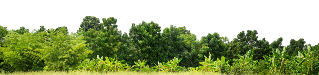 Green trees isolated are forest on transparent background.Forest and foliage in summer with cut path and alpha channel, high resolution.