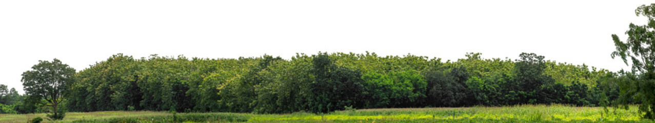 Green trees isolated are forest on transparent background.Forest and foliage in summer with cut path and alpha channel, high resolution.