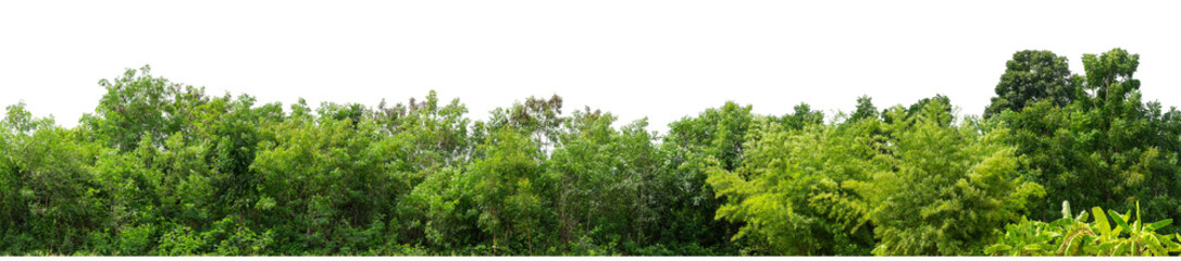 Green trees isolated are forest on transparent background.Forest and foliage in summer with cut path and alpha channel, high resolution.