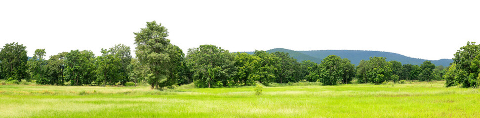 Green trees isolated are forest on transparent background.Forest and foliage in summer with cut path and alpha channel, high resolution.