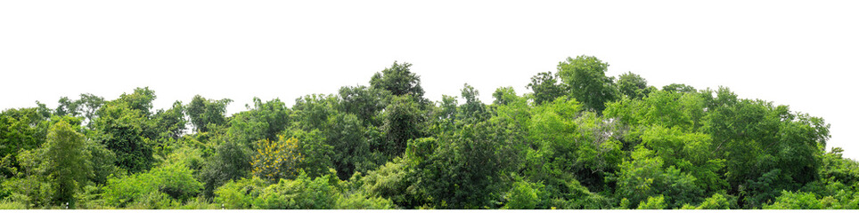 Green trees isolated are forest on transparent background.Forest and foliage in summer with cut path and alpha channel, high resolution.