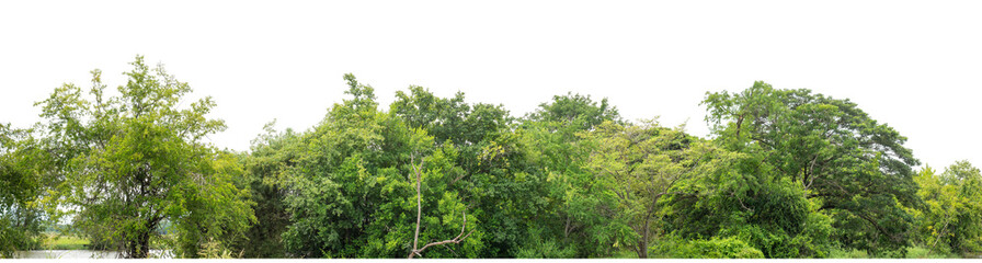 Green Trees isolated on white background.Forest and foliage in summer with cut path and channel, high resolution.